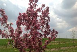 flowering tree