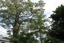 With a large boom, big trees are no problem.