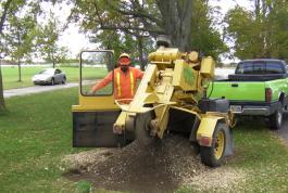 Stump grinding is the last step.